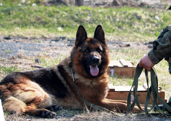 Вожатые служебных собак подразделения военной полиции ВВО в Забайкалье провели с питомцами комплекс специальных тренировок
