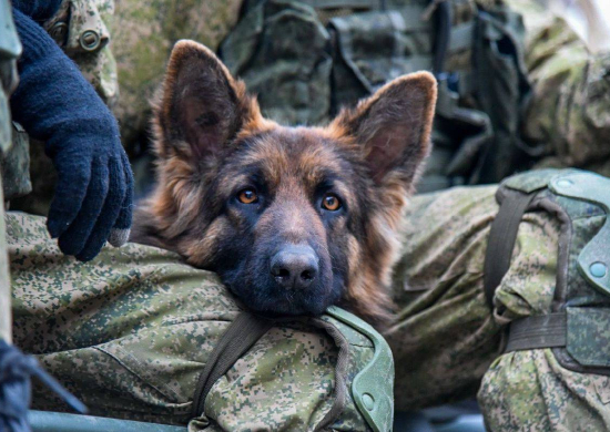Кинологи ЮВО на Ставрополье проведут комплексную проверку функциональных навыков караульных служебных собак