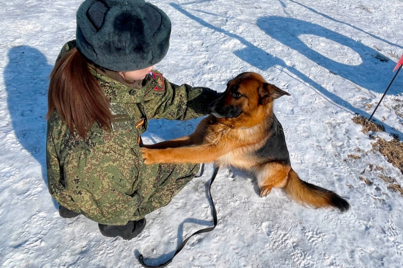 Минно-розыскные собаки отдельного инженерного полка ВВО в Забайкалье проходят подготовку к поиску взрывоопасных предметов